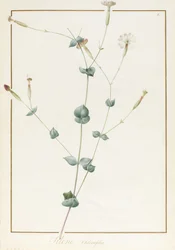 Silene Chloraefolia, 1810